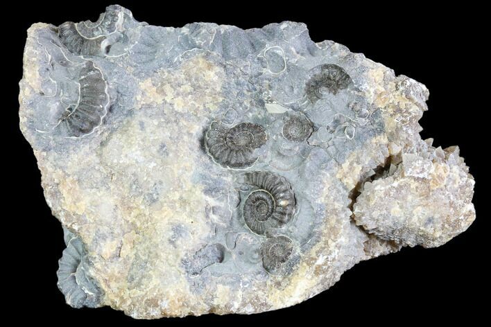 Ammonite (Promicroceras) Cluster - Somerset, England #86240